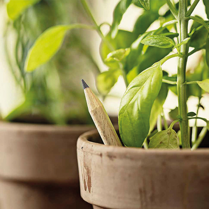 BASILICO personalizzata con logo